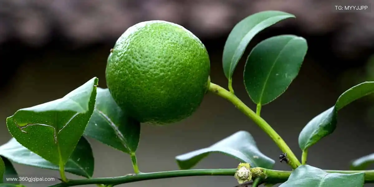 📺超清画质零时差,指尖掌控每一次精彩瞬间!⚽️